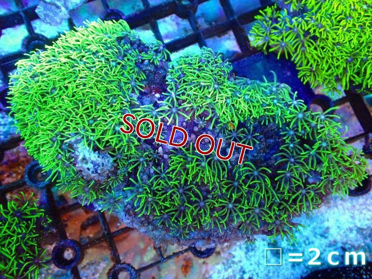 画像1: 【サンゴ】【通販】スターポリプ（メタリックグリーン）MLサイズ（個体販売）No.9（生体）（サンゴ） (1)