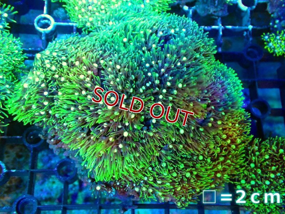 画像1: 【サンゴ】【通販】スターポリプ（メタリックグリーン）Mサイズ（個体販売）No.4（生体）（サンゴ） (1)