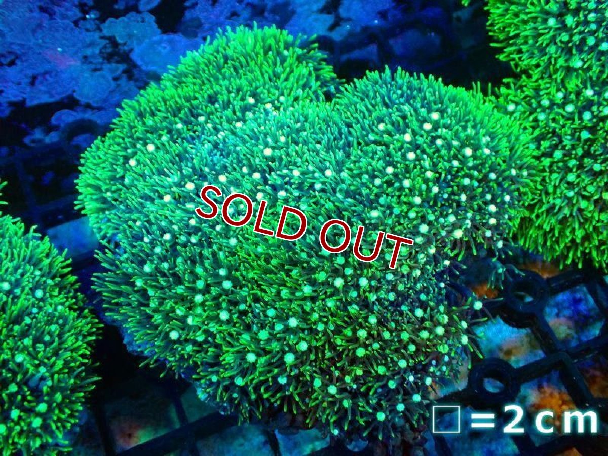 画像1: 【サンゴ】【通販】スターポリプ（メタリックグリーン）Mサイズ（個体販売）No.20（生体）（サンゴ） (1)