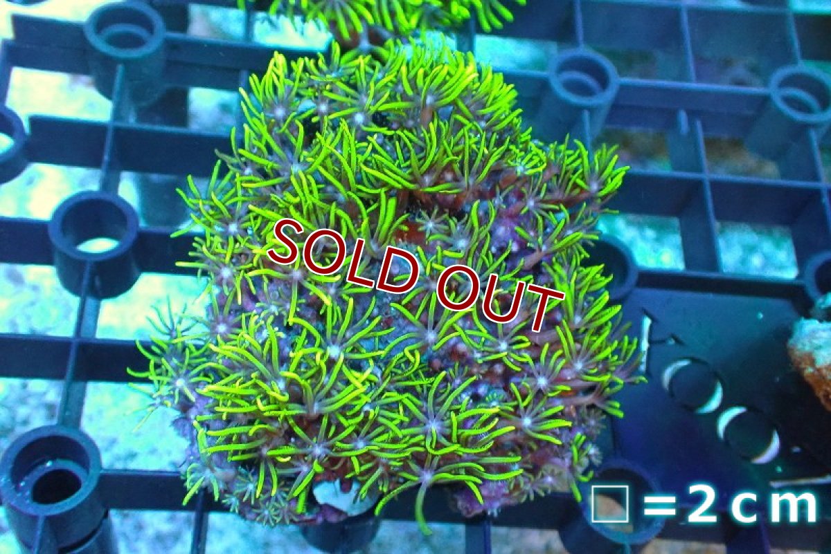 画像1: 【サンゴ】【通販】スターポリプ（メタリックグリーン）SMサイズ（個体販売）No.9（生体）（サンゴ） (1)