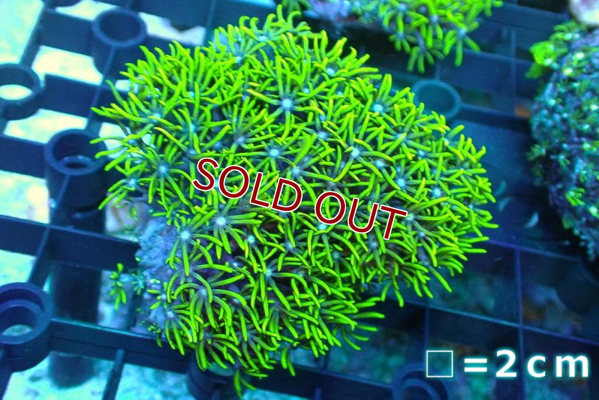 画像1: 【サンゴ】【通販】スターポリプ（メタリックグリーン）SMサイズ（個体販売）No.10（生体）（サンゴ） (1)