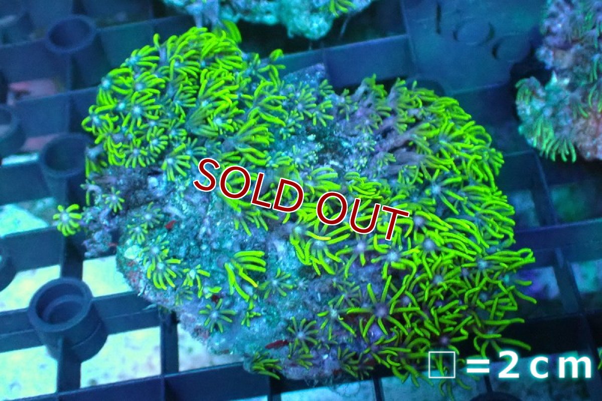 画像1: 【サンゴ】【通販】スターポリプ（メタリックグリーン）SMサイズ（個体販売）No.11（生体）（サンゴ） (1)