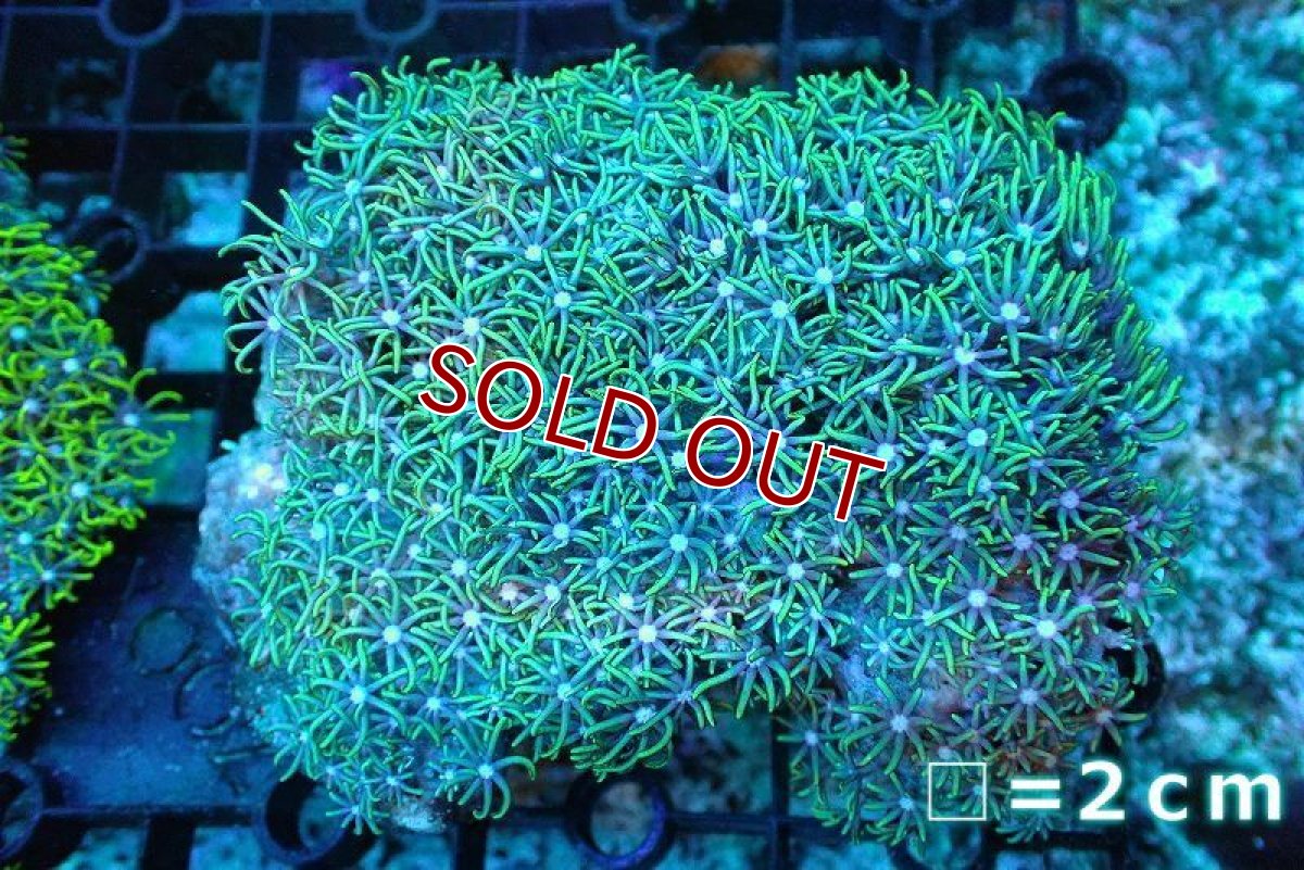 画像1: 【サンゴ】【通販】スターポリプ（メタリックグリーン）Mサイズ（個体販売）No.2（生体）（サンゴ） (1)