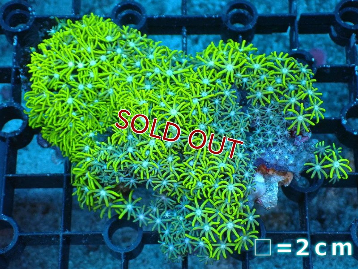 画像1: 【サンゴ】【通販】スターポリプ（メタリックグリーン）SMサイズ（個体販売）No.1（生体）（サンゴ） (1)
