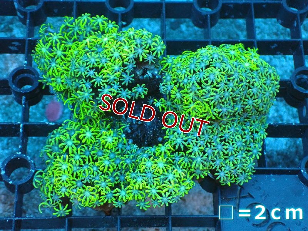 画像1: 【サンゴ】【通販】スターポリプ（メタリックグリーン）SMサイズ（個体販売）No.2（生体）（サンゴ） (1)