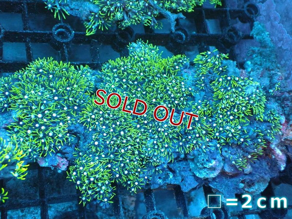 画像1: 【サマーセール10%OFFクーポン番号（10）対象商品 】【サンゴ】【通販】スターポリプ（メタリックグリーン）Lサイズ（個体販売）No.18（生体）（サンゴ） (1)