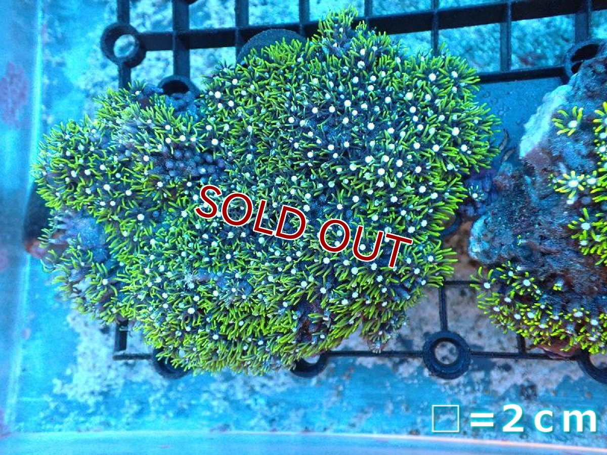 画像1: 【サンゴ】【通販】スターポリプ（メタリックグリーン）Mサイズ（個体販売）No.36（生体）（サンゴ） (1)