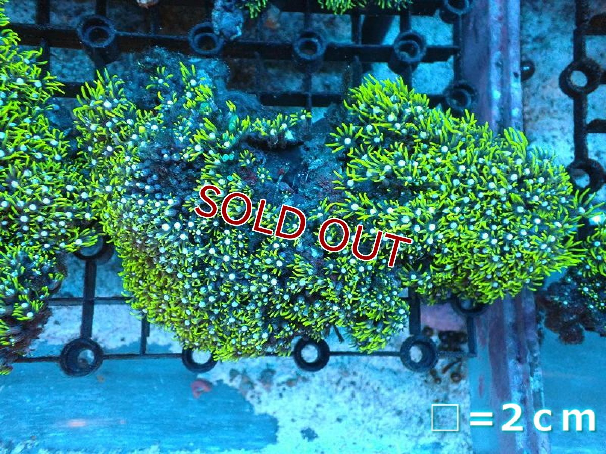 画像1: 【サンゴ】【通販】スターポリプ（メタリックグリーン）Mサイズ（個体販売）No.42（生体）（サンゴ） (1)