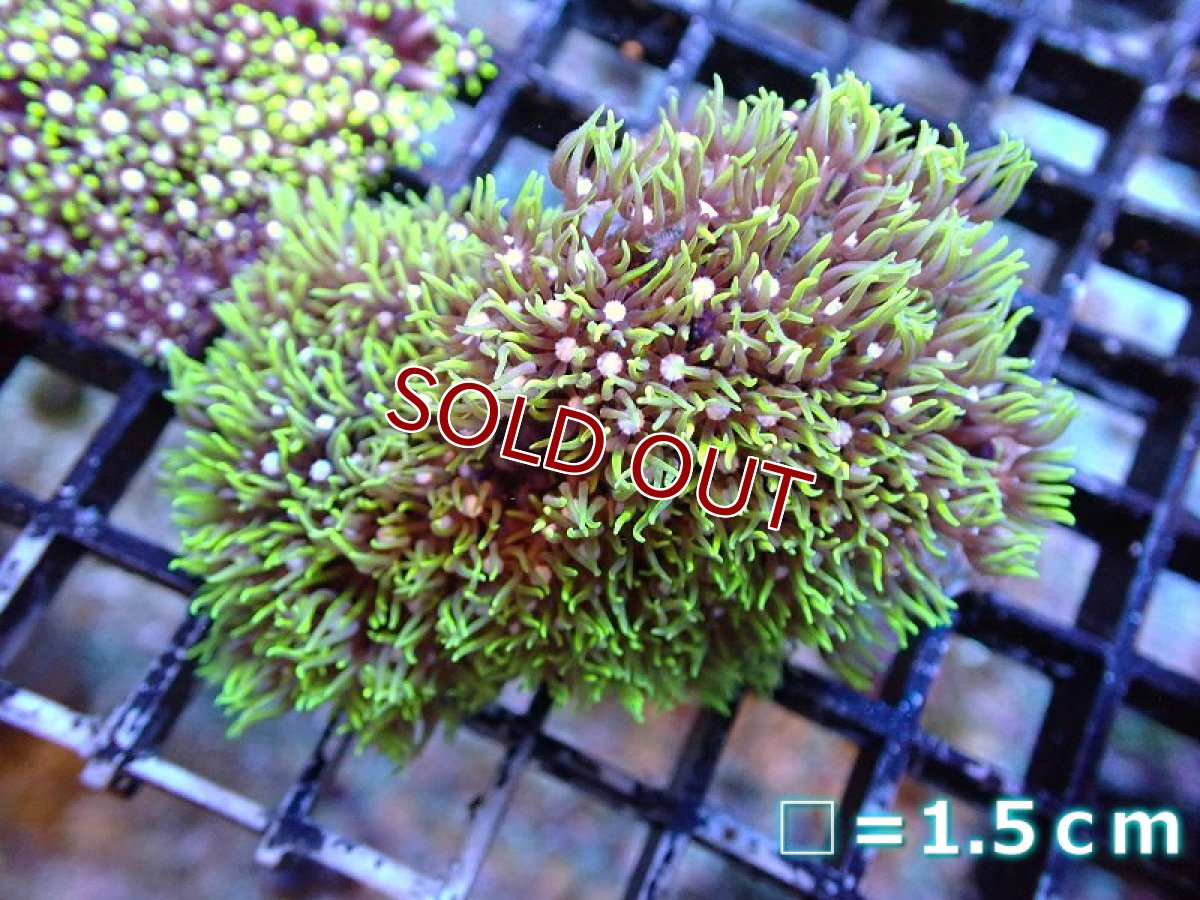 画像1: 【サンゴ】【通販】スターポリプ（メタリックグリーン）Sサイズ（個体販売）No.5（生体）（サンゴ） (1)