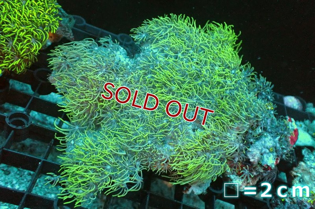 画像1: 【サンゴ】【通販】スターポリプ（メタリックグリーン）MLサイズ（個体販売）No.40（生体）（サンゴ） (1)