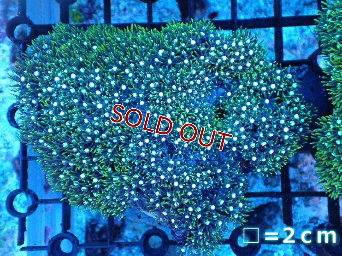 画像1: 【サンゴ】【通販】スターポリプ（メタリックグリーン）MLサイズ（個体販売）No.41（生体）（サンゴ） (1)