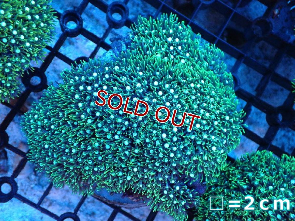 画像1: 【サンゴ】【通販】スターポリプ（メタリックグリーン）MLサイズ（個体販売）No.45（生体）（サンゴ） (1)