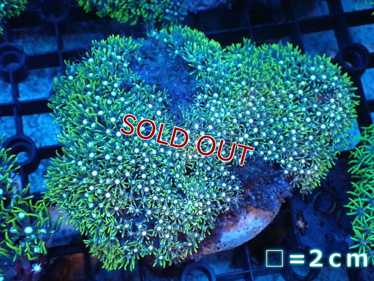 画像1: 【サンゴ】【通販】スターポリプ（メタリックグリーン）MLサイズ（個体販売）No.46（生体）（サンゴ） (1)