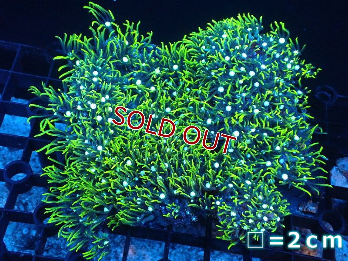 画像1: 【サンゴまとめ買い割引き10％〜20%OFF対象商品】【サンゴ】【通販】スターポリプ（スーパーメタリックグリーン）Mサイズ（個体販売）No.56（生体）（サンゴ） (1)
