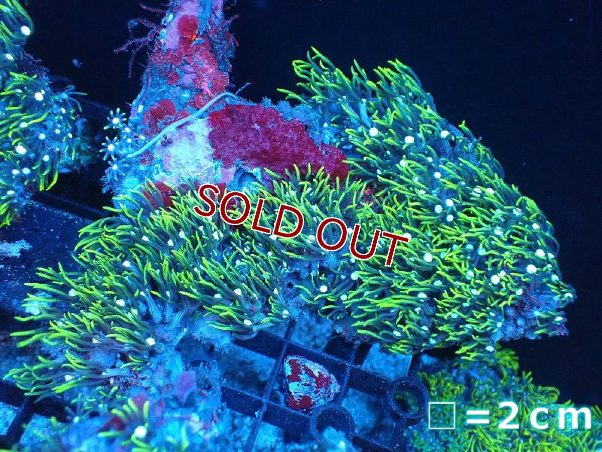 画像1: 【サンゴまとめ買い割引き10％〜20%OFF対象商品】【サンゴ】【通販】スターポリプ（メタリックグリーン）MLサイズ（個体販売）No.3（生体）（サンゴ） (1)