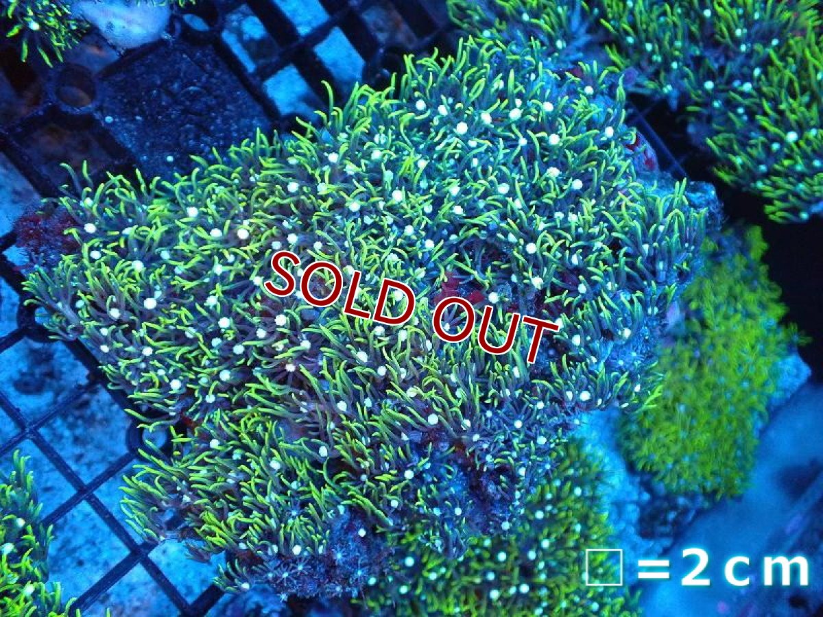 画像1: 【サンゴまとめ買い割引き10％〜20%OFF対象商品】【サンゴ】【通販】スターポリプ（メタリックグリーン）MLサイズ（個体販売）No.4（生体）（サンゴ） (1)