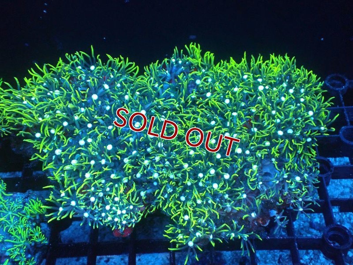 画像1: 【サンゴ】【通販】スターポリプ（メタリックグリーン）Mサイズ（個体販売）No.11（生体）（サンゴ） (1)