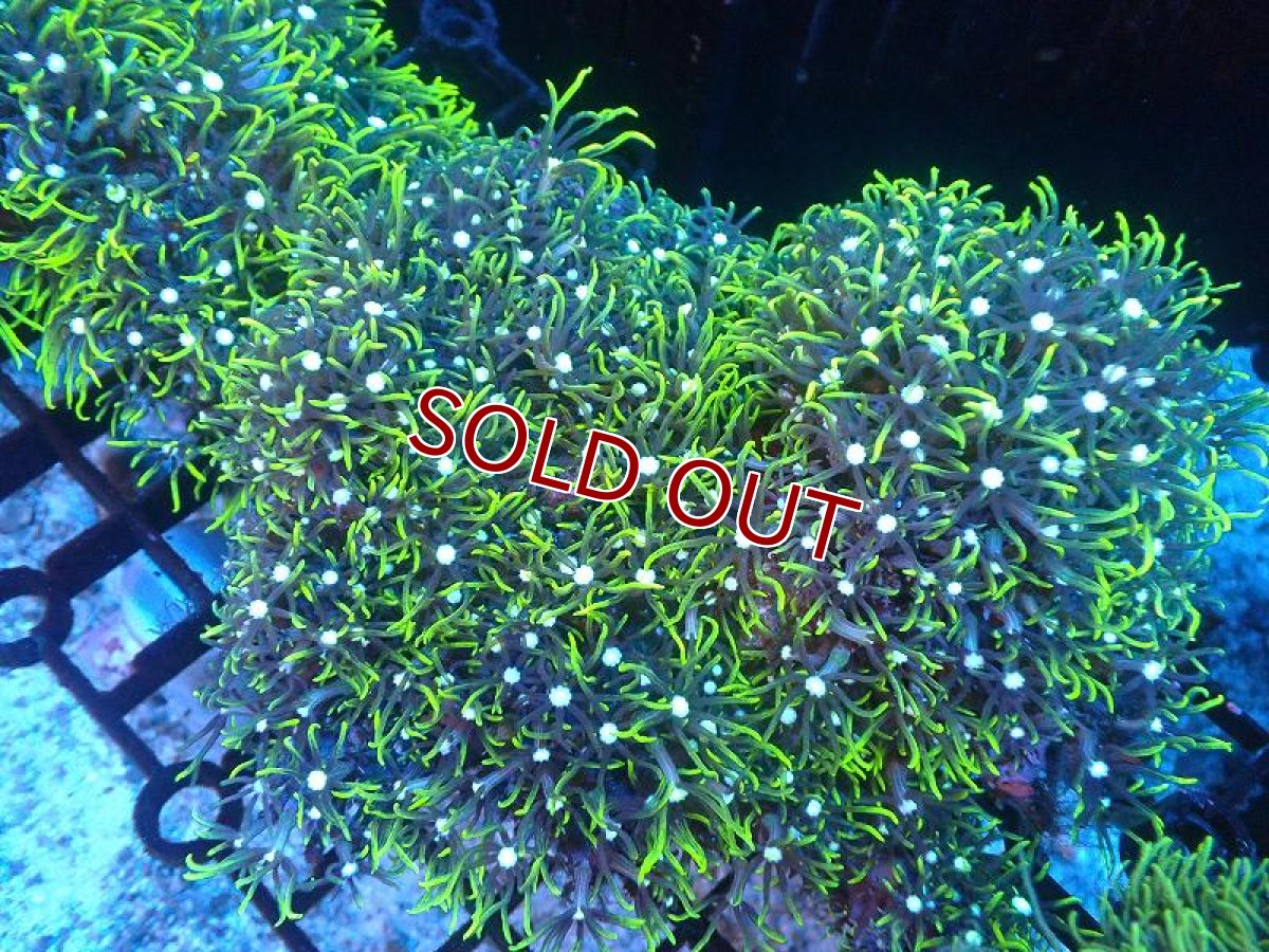 画像1: 【サンゴ】【通販】スターポリプ（メタリックグリーン）Mサイズ（個体販売）No.15（生体）（サンゴ） (1)