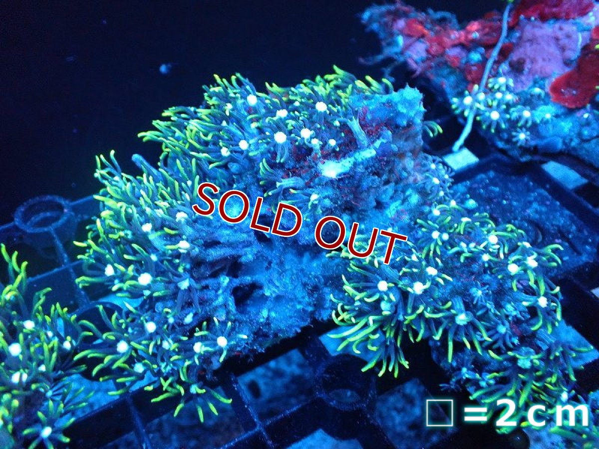 画像1: 【サンゴ】【通販】スターポリプ（メタリックグリーン）SMサイズ（個体販売）（生体）（サンゴ） (1)