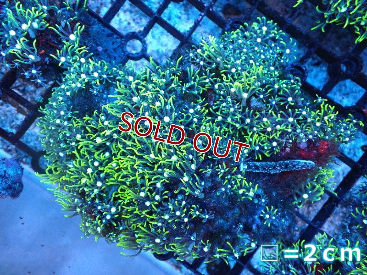 画像1: 【サンゴ】【通販】スターポリプ（メタリックグリーン）Mサイズ（個体販売）（生体）（サンゴ） (1)