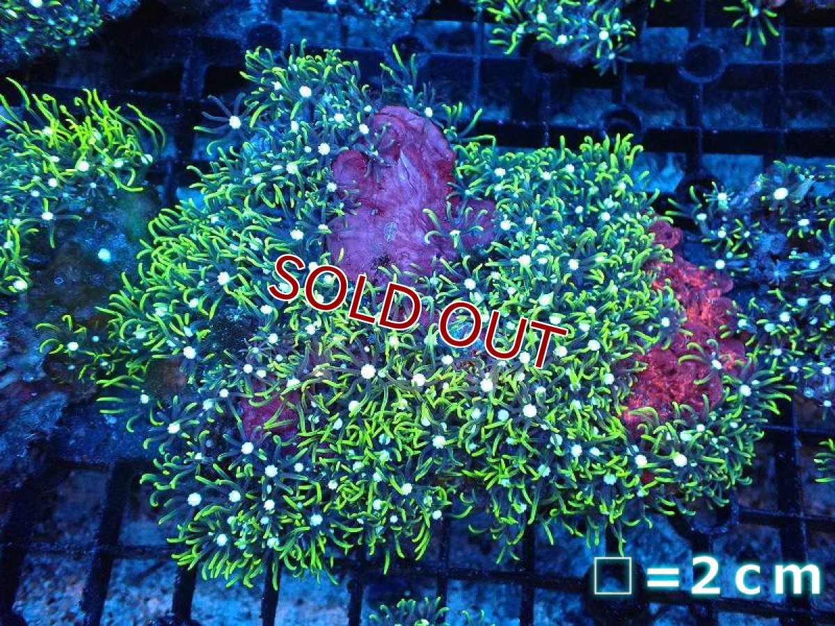 画像1: 【サンゴ】【通販】スターポリプ（メタリックグリーン）Mサイズ（個体販売）（生体）（サンゴ） (1)