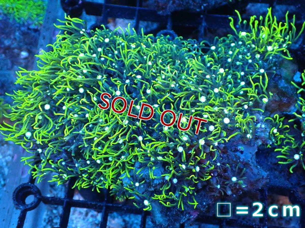 画像1: 【サンゴ】【通販】スターポリプ（メタリックグリーン）Mサイズ（個体販売）（生体）（サンゴ） (1)