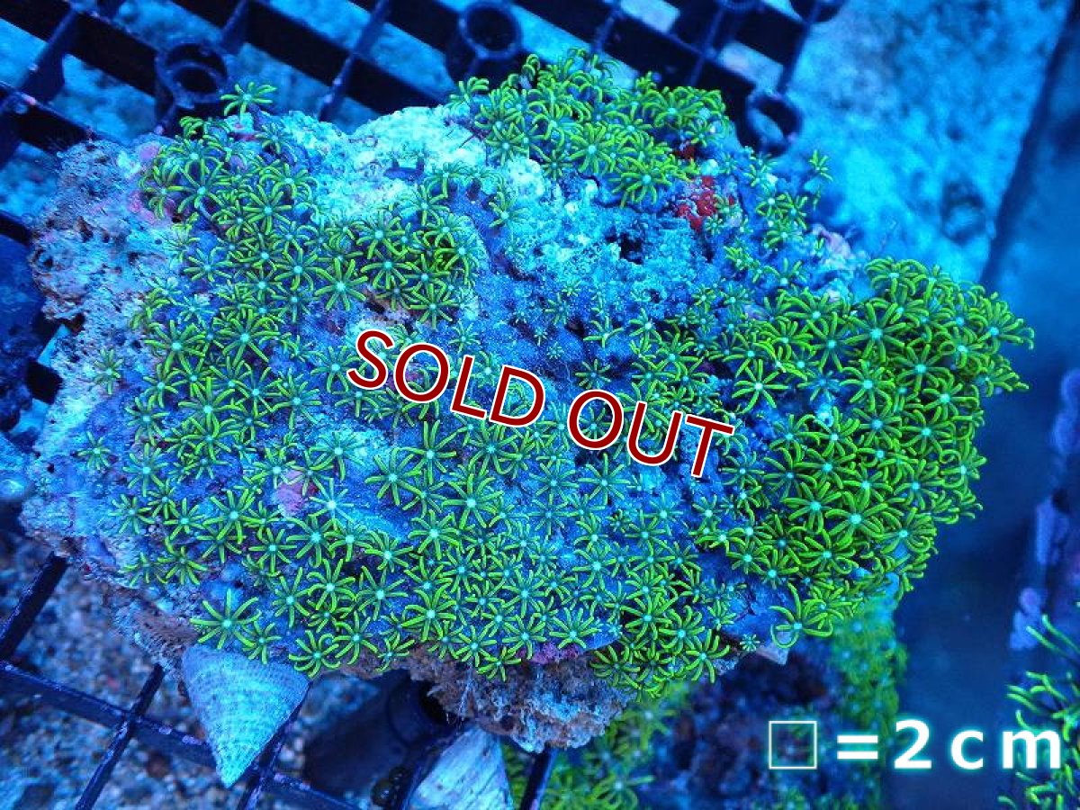 画像1: 【サンゴまとめ買い割引き10％〜20%OFF対象商品】【サンゴ】【通販】スターポリプ（メタリックグリーン）MLサイズ（個体販売）No.61（生体）（サンゴ） (1)