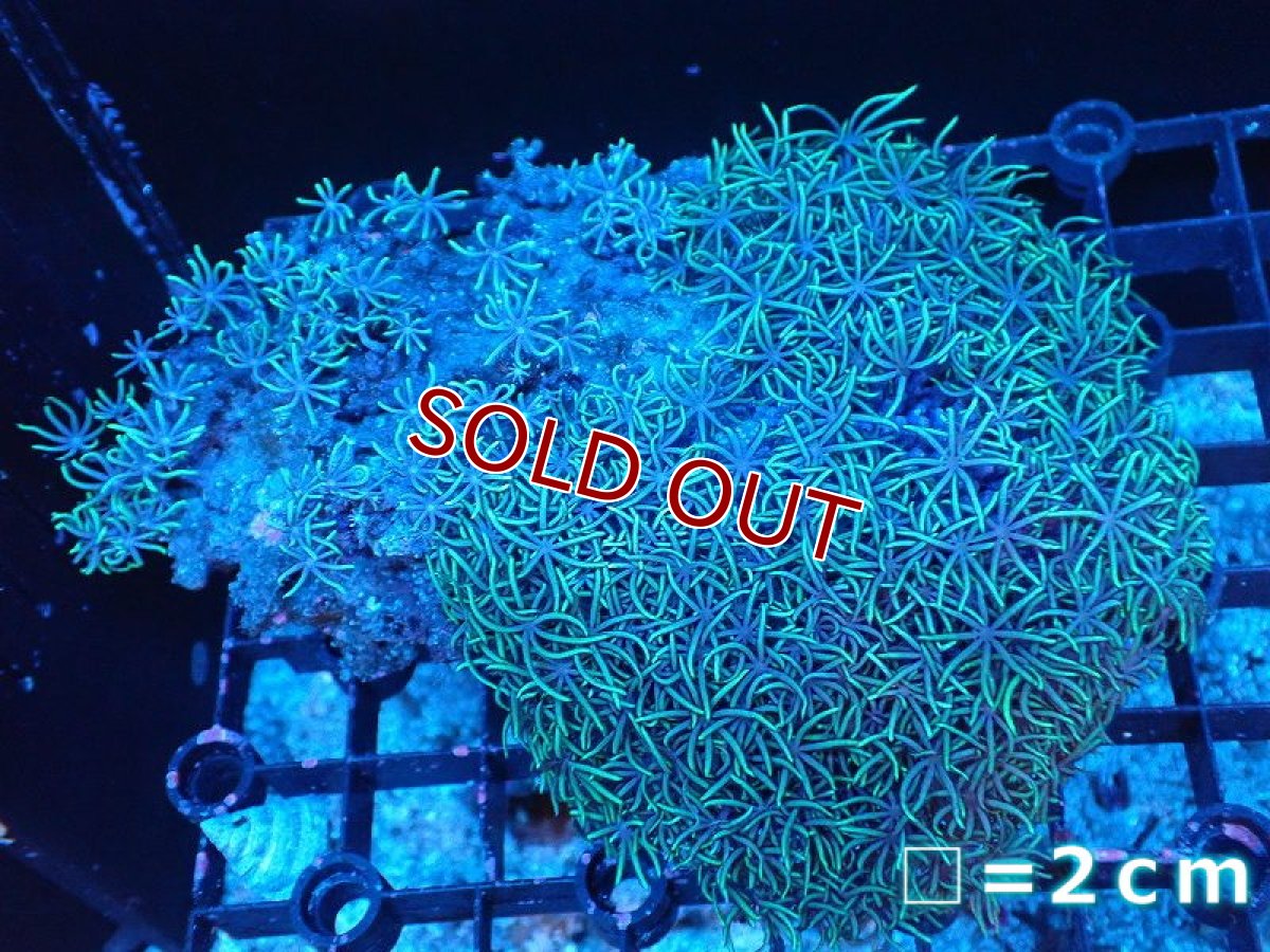 画像1: 【サンゴまとめ買い割引き10％〜20%OFF対象商品】【サンゴ】【通販】スターポリプ（メタリックグリーン）MLサイズ（個体販売）No.62（生体）（サンゴ） (1)