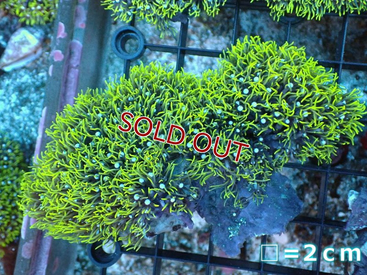 画像1: 【サンゴ】【通販】スターポリプ（メタリックグリーン）Mサイズ（個体販売）（生体）（サンゴ） (1)