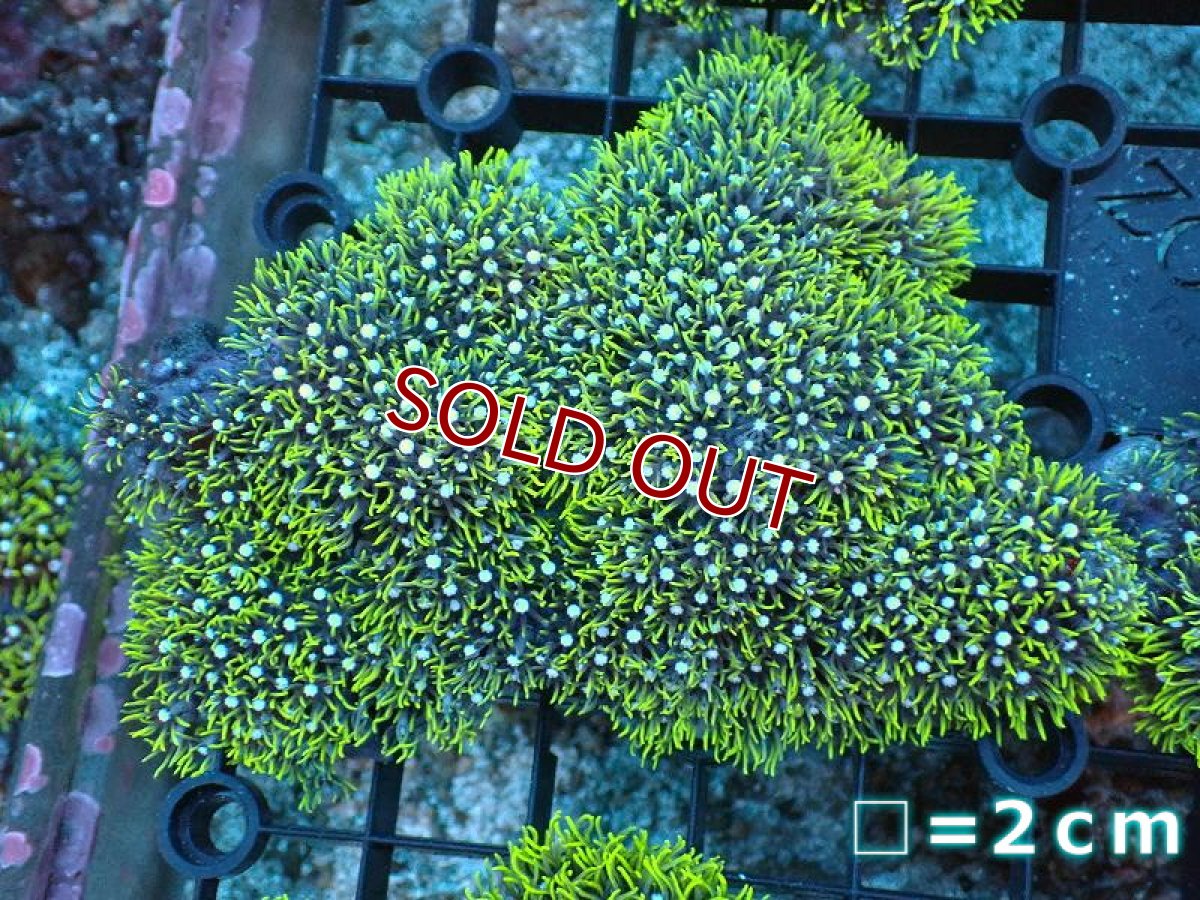 画像1: 【サンゴ】【通販】スターポリプ（メタリックグリーン）Mサイズ（個体販売）（生体）（サンゴ） (1)