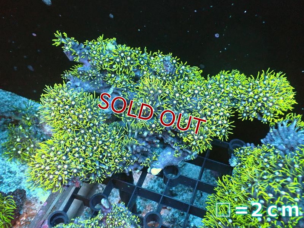 画像1: 【サンゴ】【通販】スターポリプ（メタリックグリーン）XLサイズ（個体販売）（生体）（サンゴ） (1)