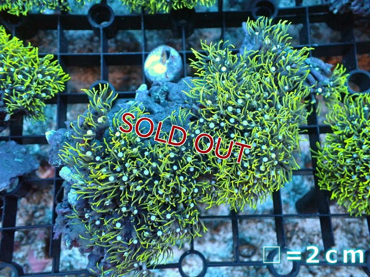 画像1: 【サンゴ】【通販】スターポリプ（メタリックグリーン）Mサイズ（個体販売）（生体）（サンゴ） (1)