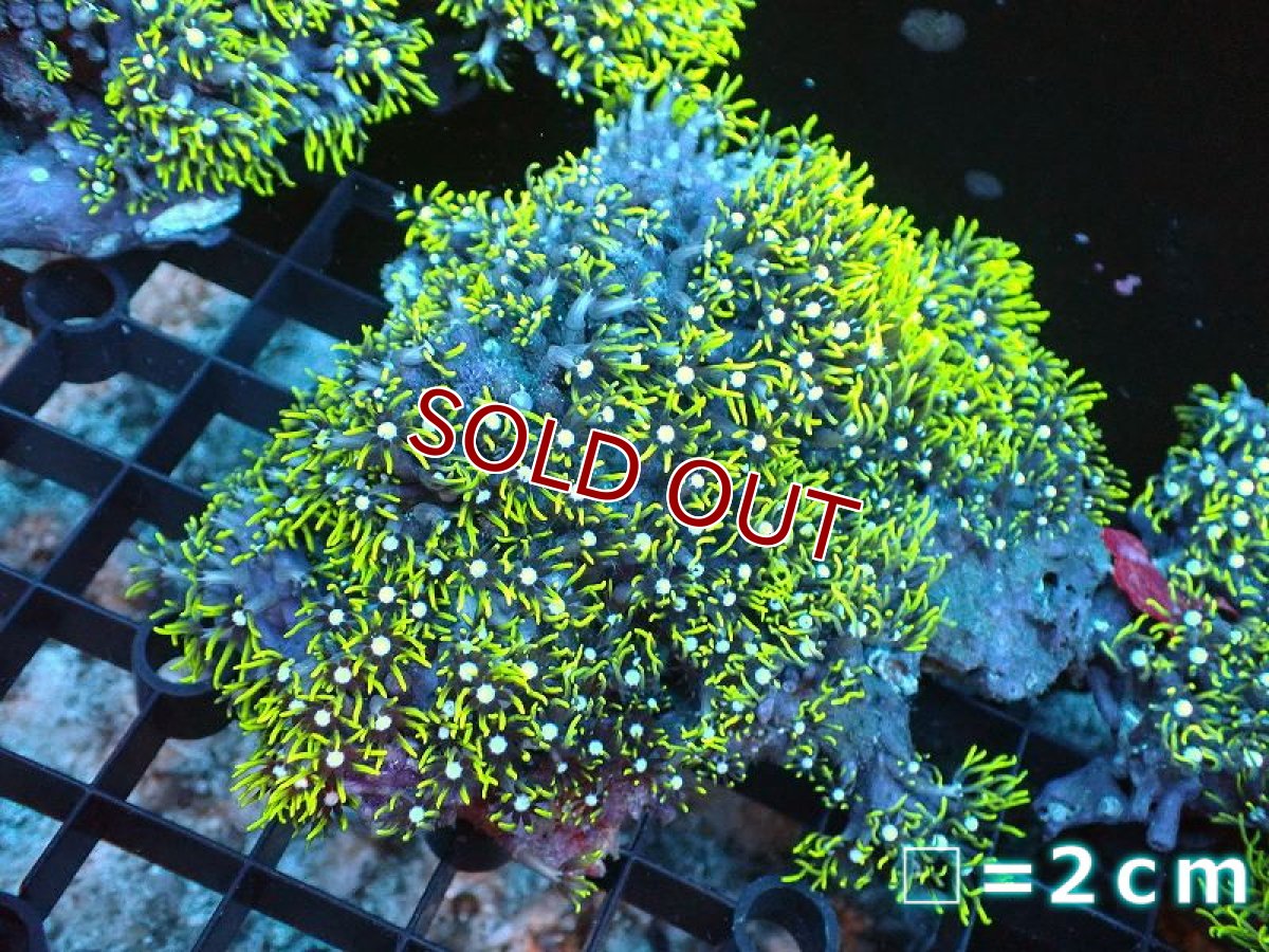 画像1: 【サンゴ】【通販】スターポリプ（メタリックグリーン）Lサイズ（個体販売）（生体）（サンゴ） (1)