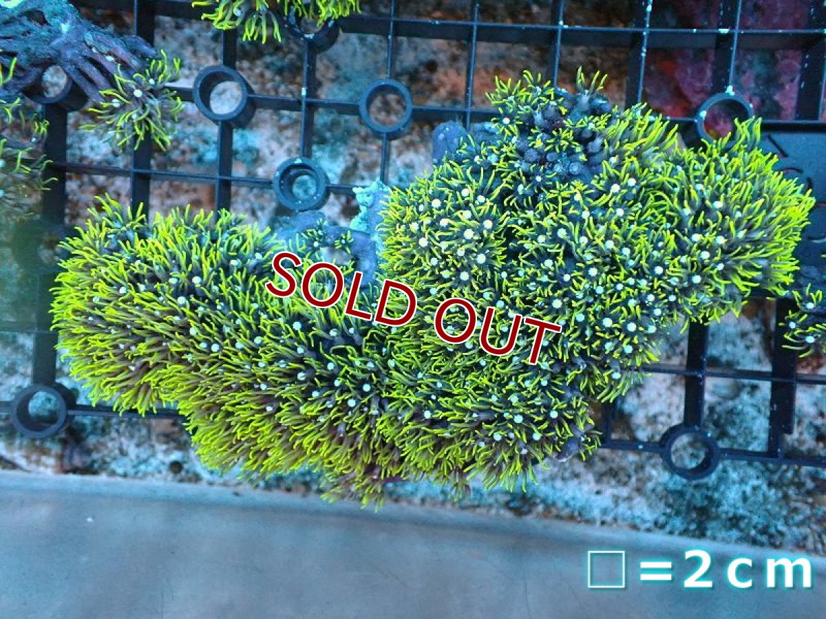 画像1: 【サンゴ】【通販】スターポリプ（メタリックグリーン）Lサイズ（個体販売）（生体）（サンゴ） (1)