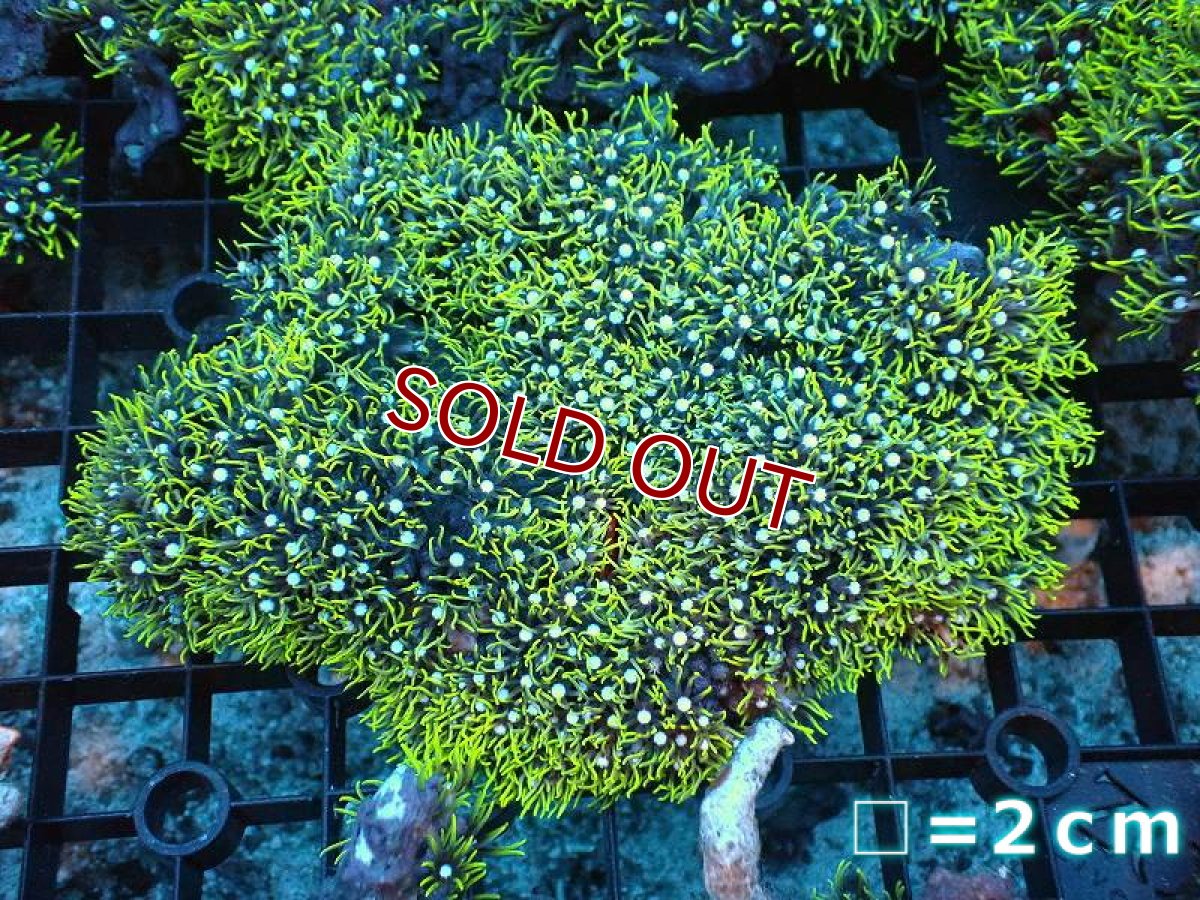 画像1: 【サンゴ】【通販】スターポリプ（メタリックグリーン）Mサイズ（個体販売）（生体）（サンゴ） (1)