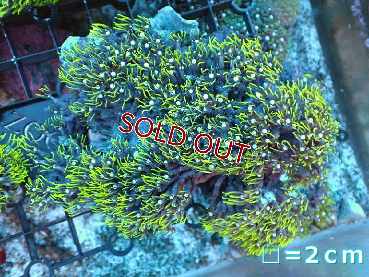 画像1: 【サンゴ】【通販】スターポリプ（メタリックグリーン）Mサイズ（個体販売）（生体）（サンゴ） (1)