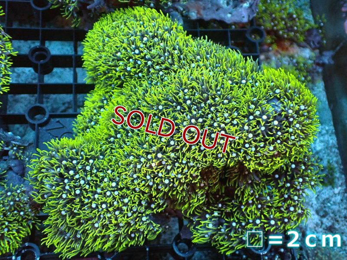 画像1: 【サンゴ】【通販】スターポリプ（メタリックグリーン）XLサイズ（個体販売）（生体）（サンゴ） (1)