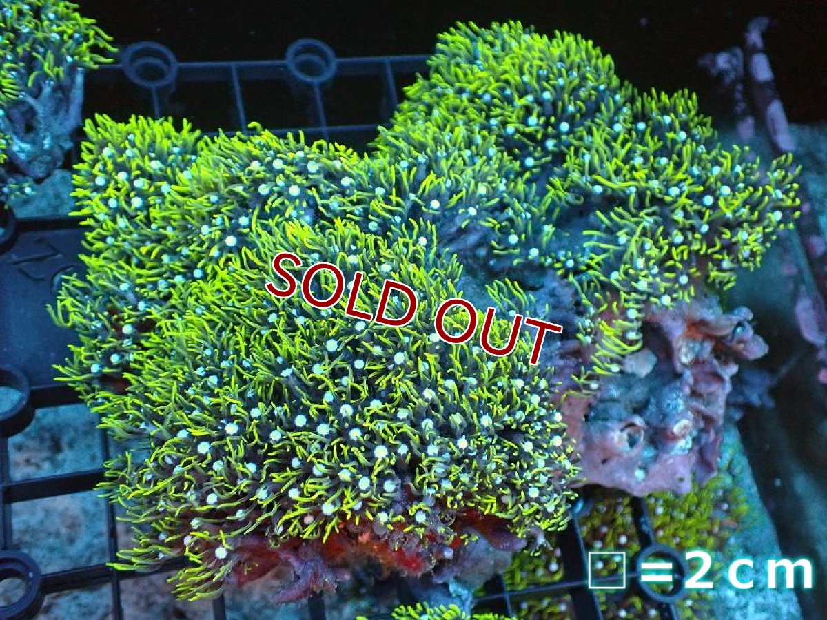 画像1: 【サンゴ】【通販】スターポリプ（メタリックグリーン）XLサイズ（個体販売）（生体）（サンゴ） (1)