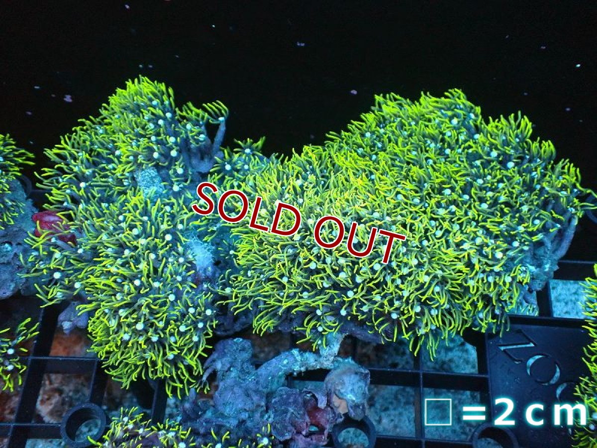 画像1: 【サンゴ】【通販】スターポリプ（メタリックグリーン）Lサイズ（個体販売）（生体）（サンゴ） (1)