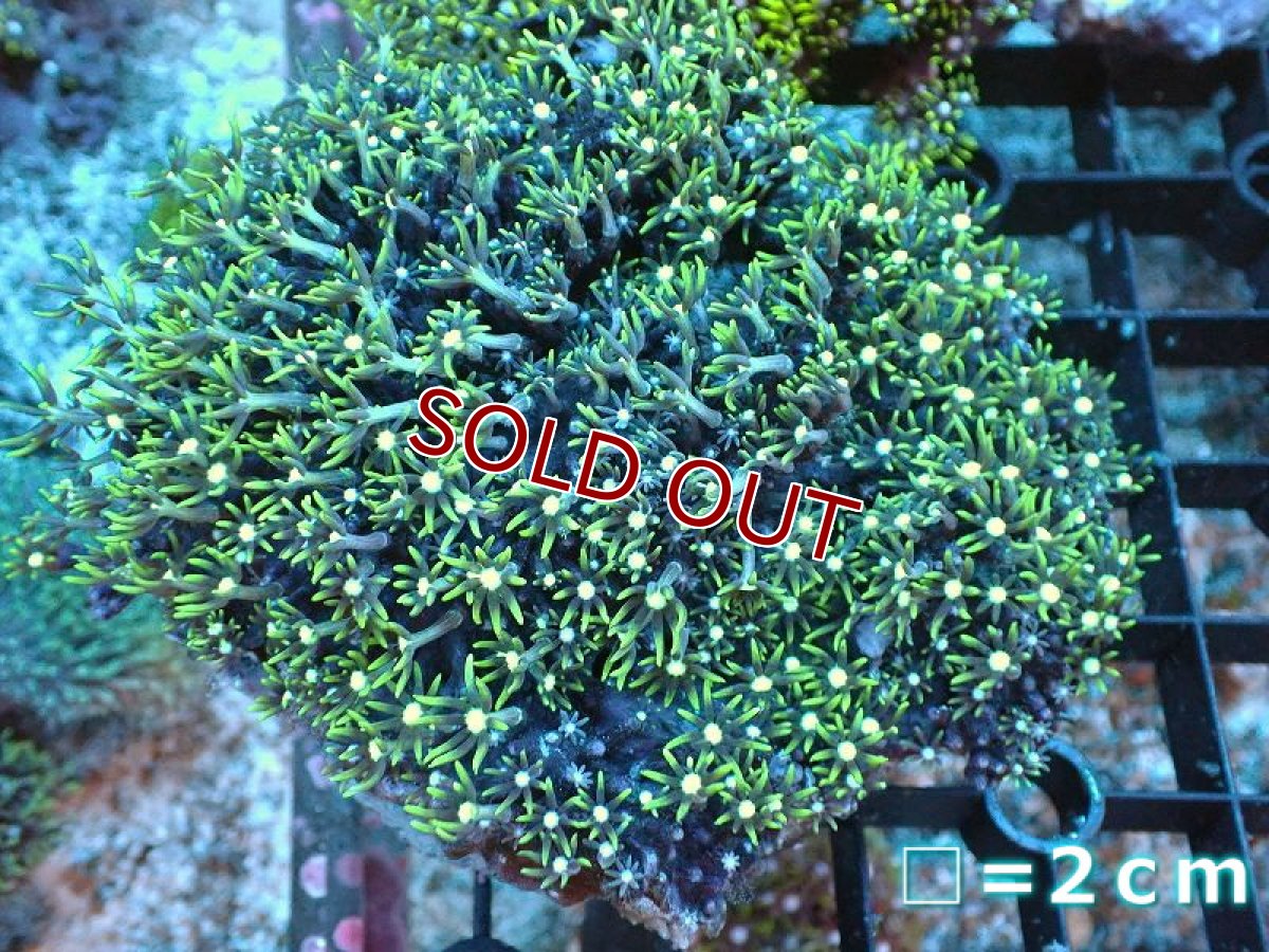 画像1: 【サンゴ】【通販】スターポリプ（メタリックグリーン）Mサイズ（個体販売）（生体）（サンゴ） (1)