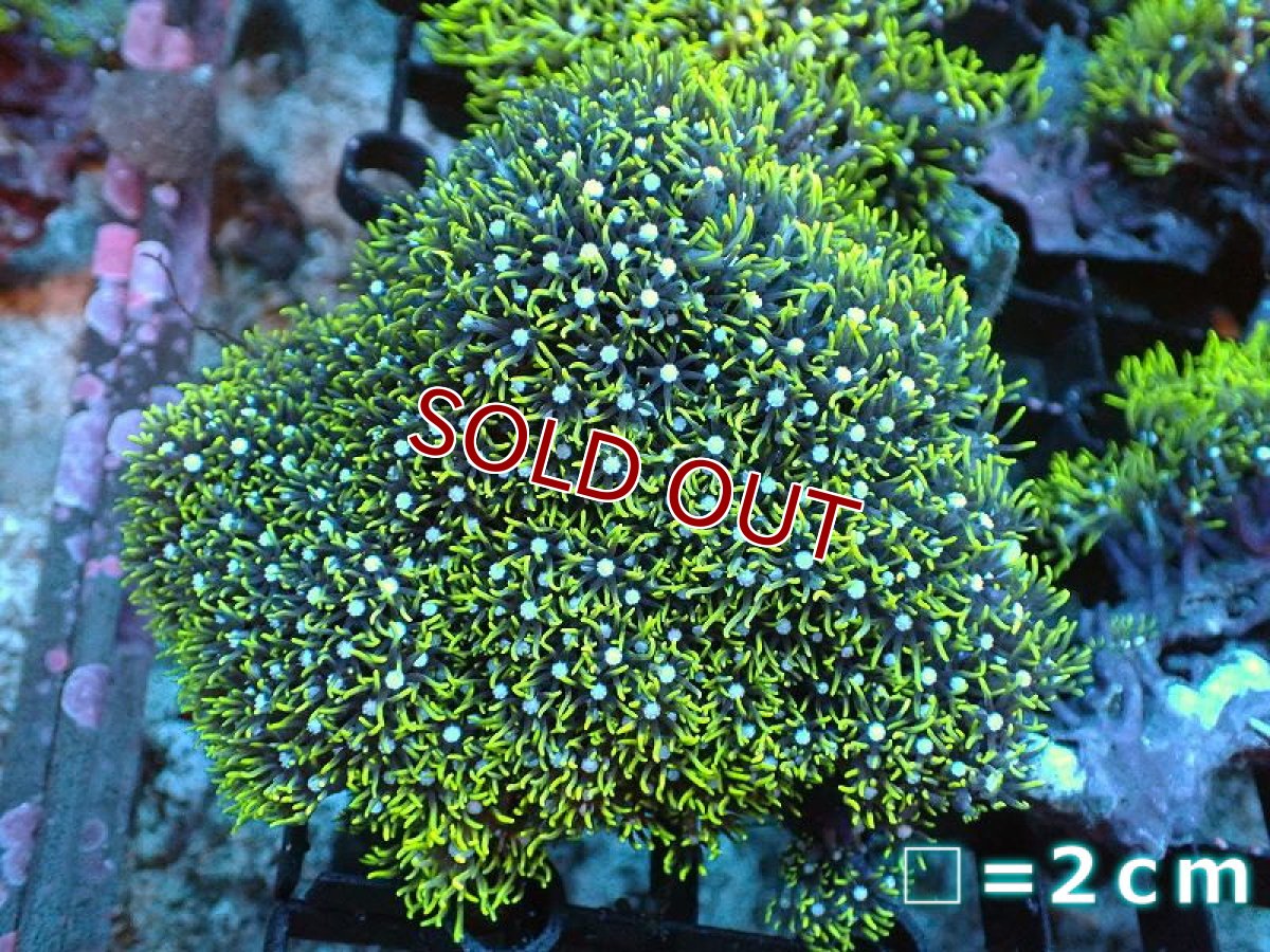 画像1: 【サンゴ】【通販】スターポリプ（メタリックグリーン）Mサイズ（個体販売）（生体）（サンゴ） (1)