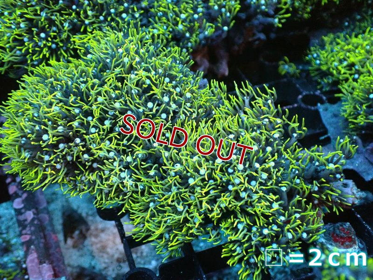 画像1: 【サンゴまとめ買い割り引き対象商品30周年セール】【サンゴ】【通販】スターポリプ（メタリックグリーン）Mサイズ（個体販売）（生体）（サンゴ） (1)