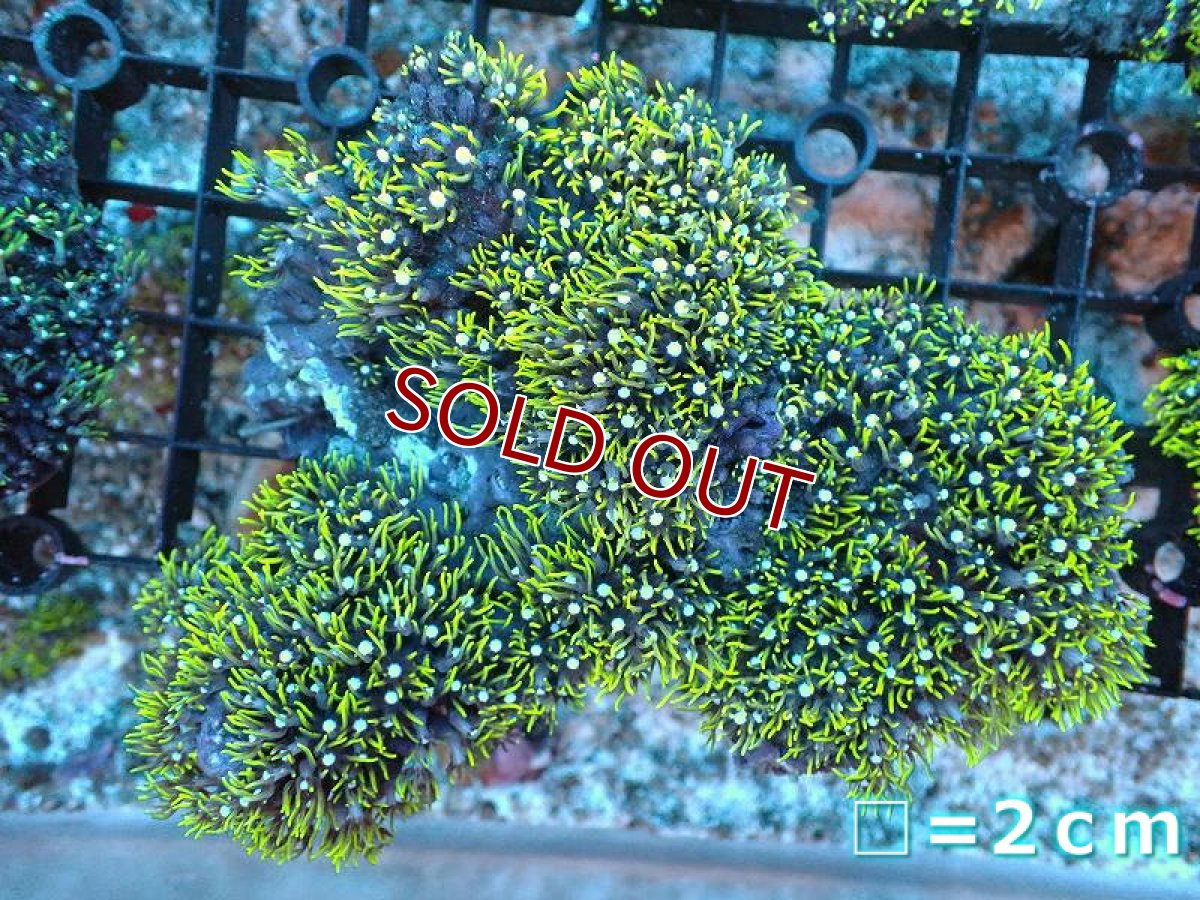 画像1: 【サンゴ】【通販】スターポリプ（メタリックグリーン）Mサイズ（個体販売）（生体）（サンゴ） (1)