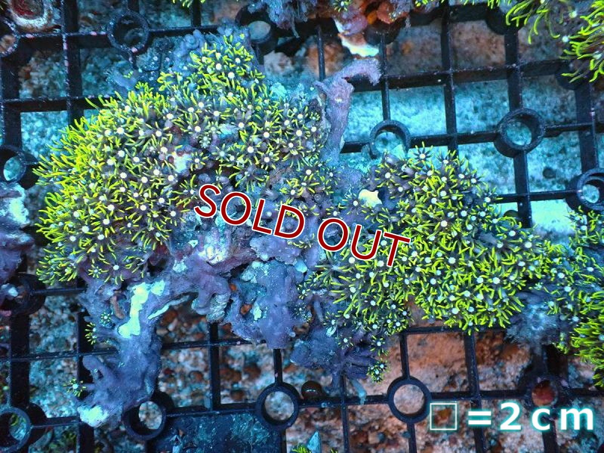 画像1: 【サンゴ】【通販】スターポリプ（メタリックグリーン）Mサイズ（個体販売）（生体）（サンゴ） (1)