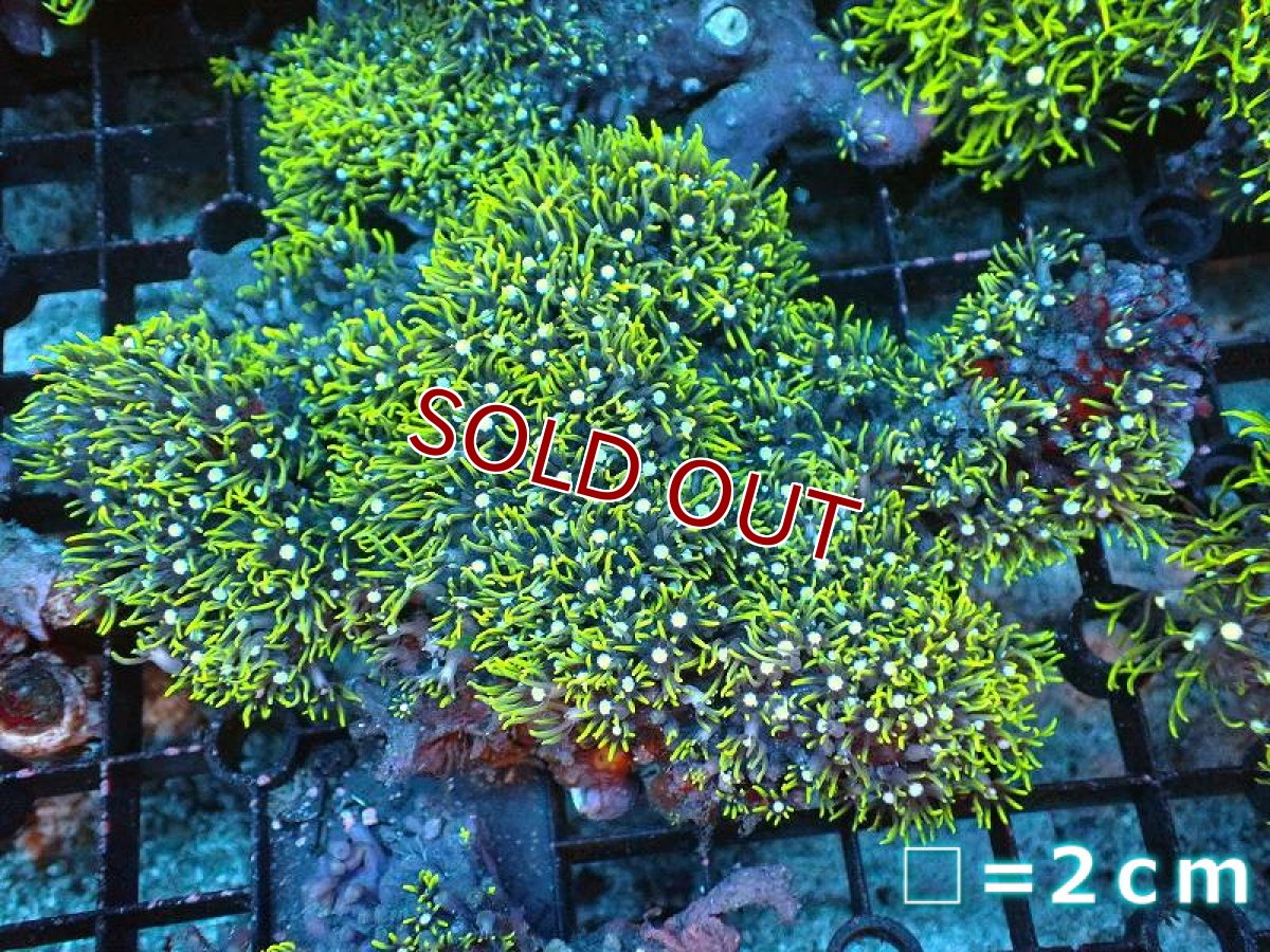 画像1: 【サンゴ】【通販】スターポリプ（メタリックグリーン）Lサイズ（個体販売）（生体）（サンゴ） (1)