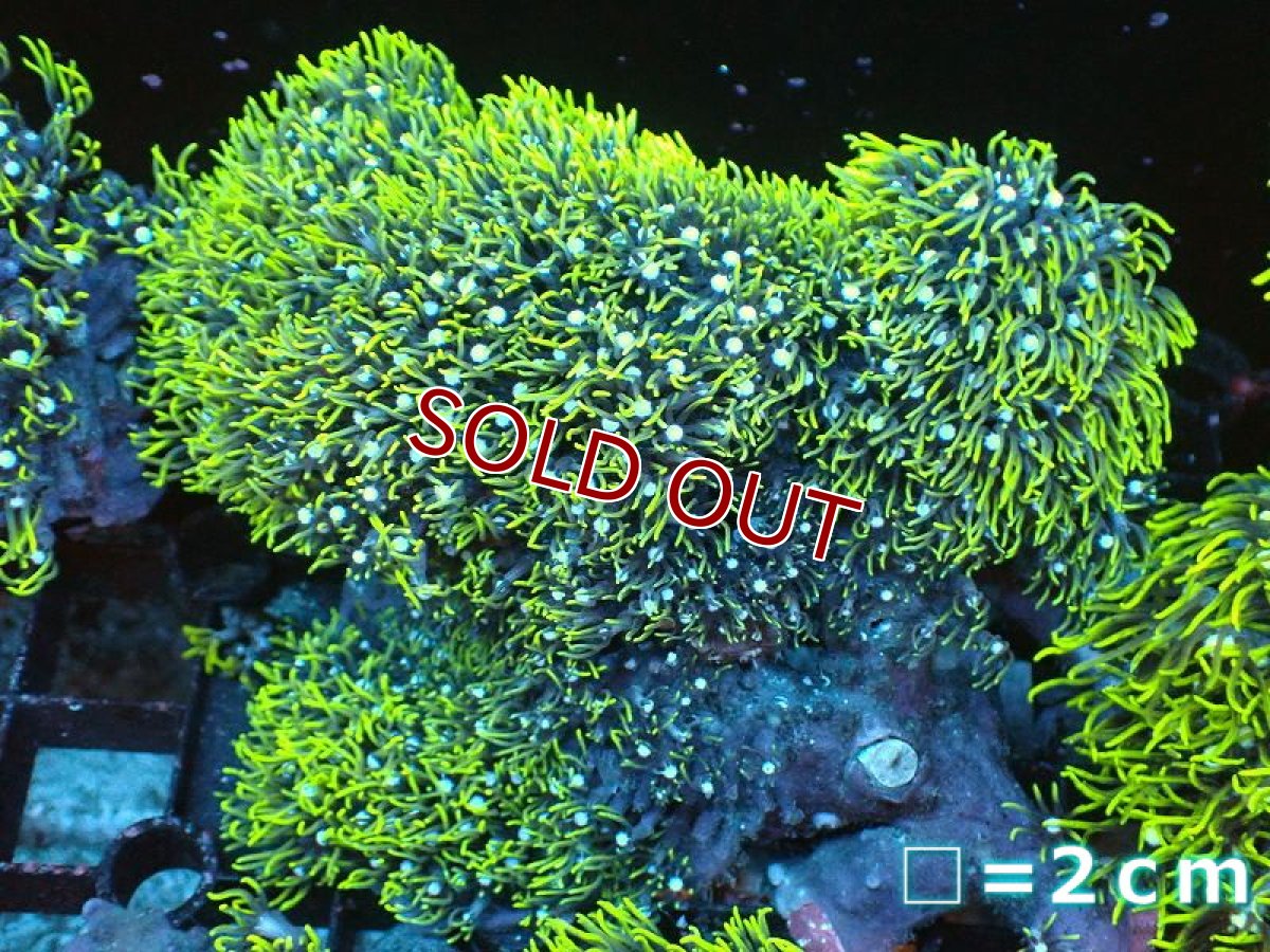 画像1: 【サンゴ】【通販】スターポリプ（メタリックグリーン）Lサイズ（個体販売）（生体）（サンゴ） (1)