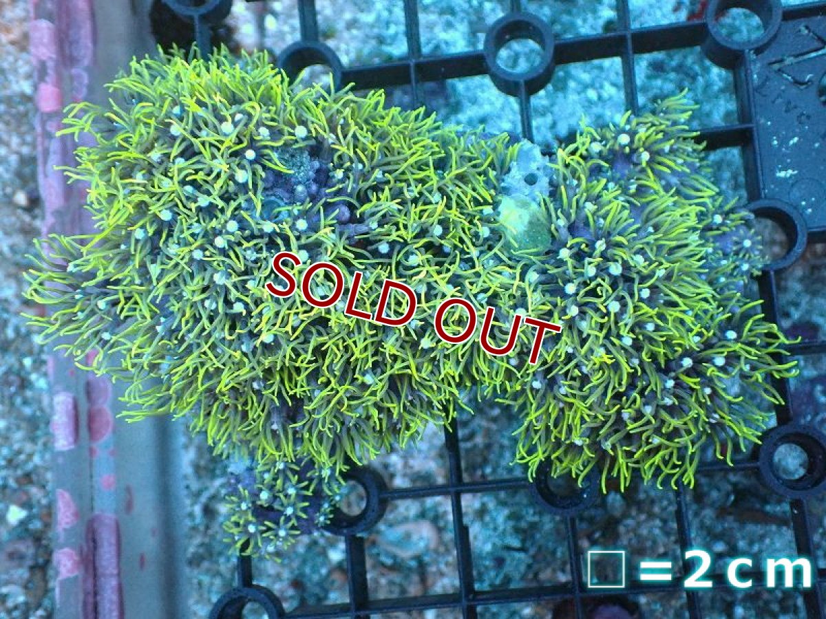 画像1: 【サンゴ】【通販】スターポリプ（メタリックグリーン）SMサイズ（個体販売）（生体）（サンゴ） (1)