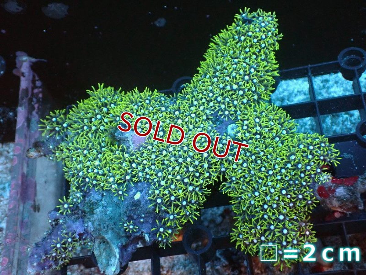 画像1: 【サンゴ】【通販】スターポリプ（メタリックグリーン）Mサイズ（個体販売）（生体）（サンゴ） (1)