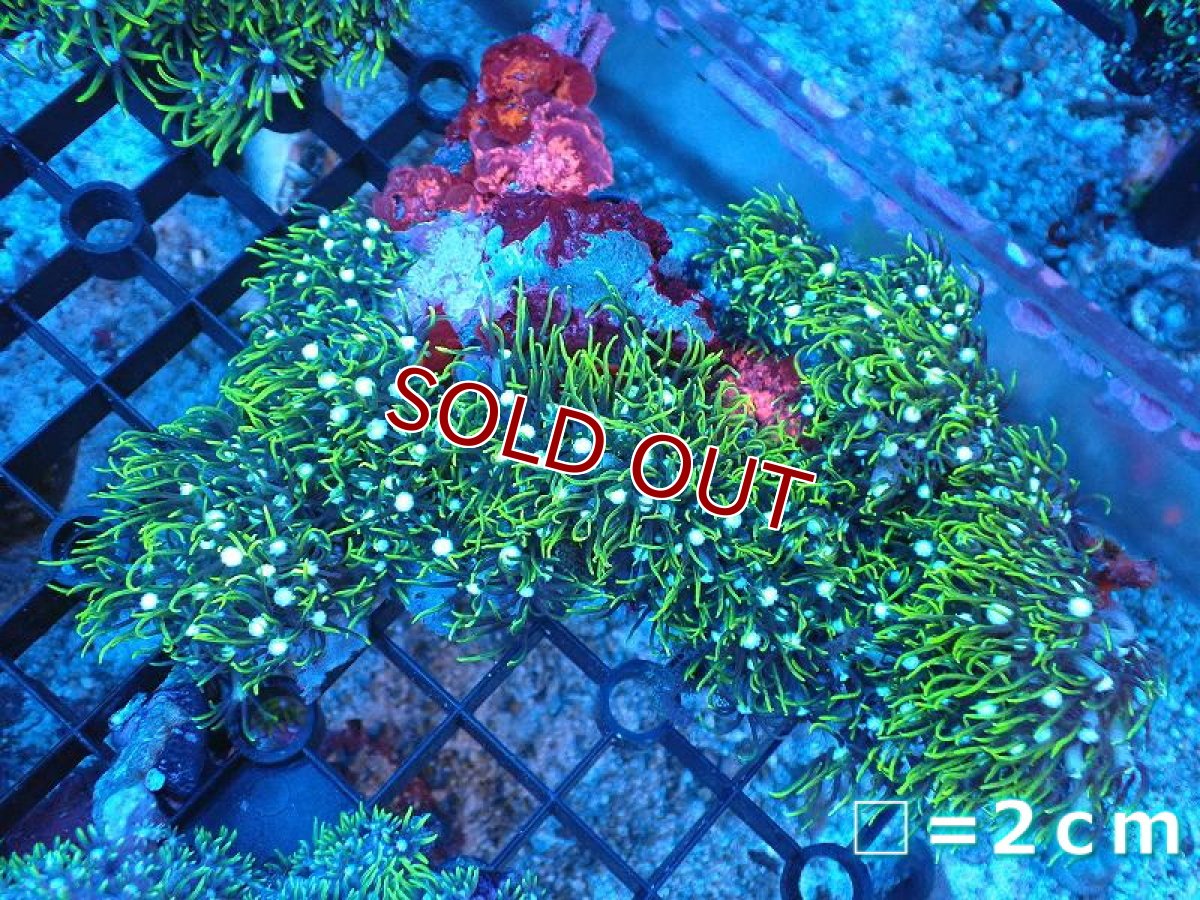 画像1: 【サンゴまとめ買い割引き10％〜20%OFF対象商品】 【サンゴ】【通販】スターポリプ（メタリックグリーン）Mサイズ（個体販売）（生体）（サンゴ） (1)