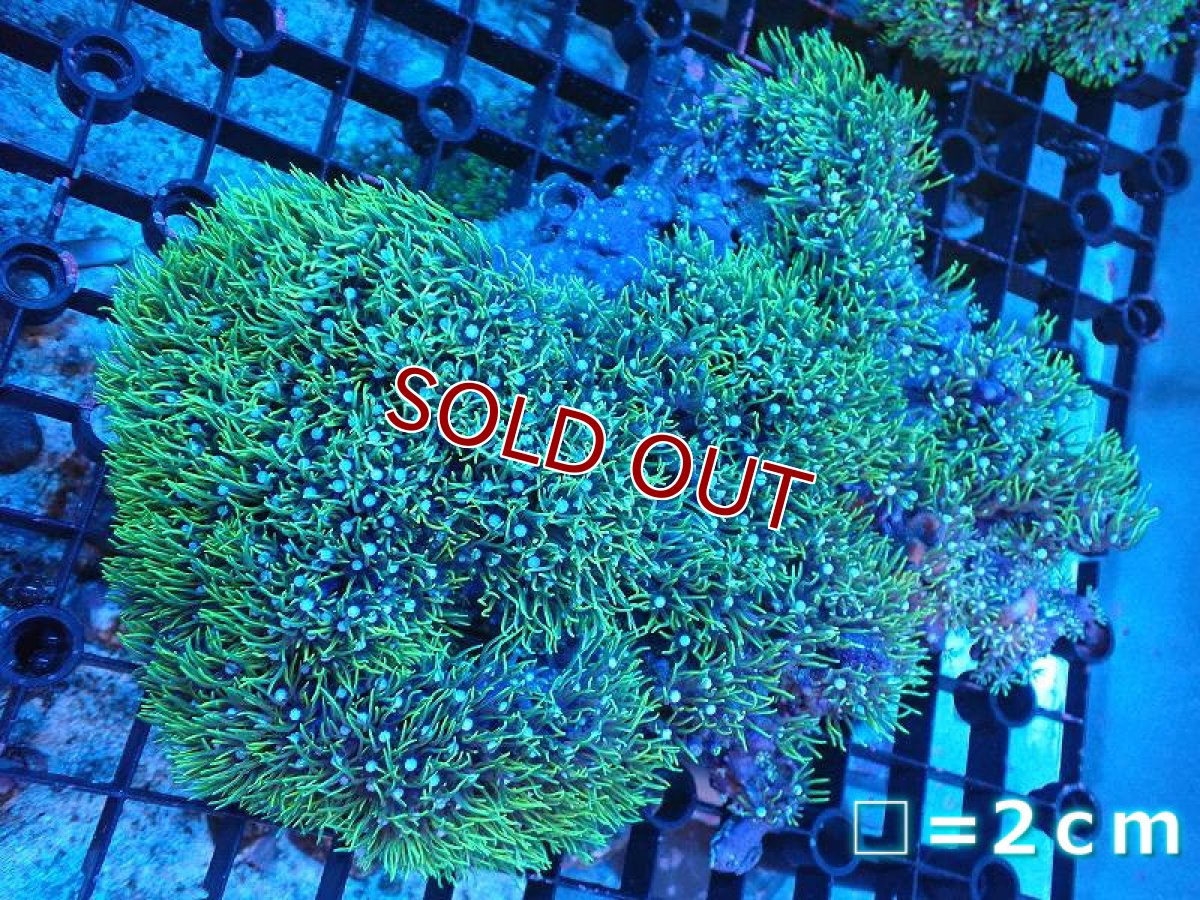画像1: 【サンゴまとめ買い割引き10％〜20%OFF対象商品】 【サンゴ】【通販】スターポリプ（メタリックグリーン）XLサイズ（個体販売）（生体）（サンゴ） (1)